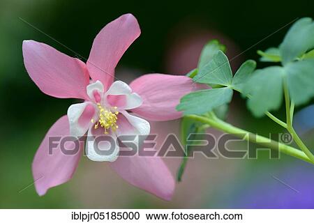 European Columbine or Granny's Nightcap (Aquilegia vulgaris) View Large Photo Image Stock Image - European Columbine or Granny's Nightcap (Aquilegia vulgaris). Fotosearch