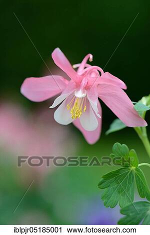 Stock Image - European Columbine or Granny's Nightcap (Aquilegia vulgaris). Fotosearch