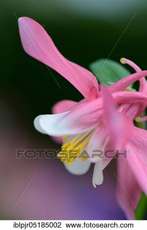 Stock Image - European Columbine or Granny's Nightcap (Aquilegia vulgaris). Fotosearch