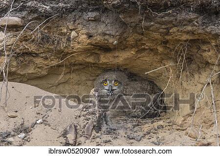 European Eurasian eagle-owl (Bubo bubo), Young bird in nest, gravel pit, Vechta County, Nest, Oldenburger Münsterland, Lower Saxony, Germany, Europe View Large Photo Image Stock Photo - European Eurasian eagle-owl (Bubo bubo), Young bird in nest, gravel pit, Vechta County, Nest, Oldenburger Münsterland, Lower Saxony, Germany, Europe. Fotosearch