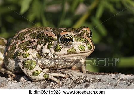 Stock Image - European green toad (Bufo viridis) sunning itself on a rock, near Pleven, Bulgaria, Europe. Fotosearch