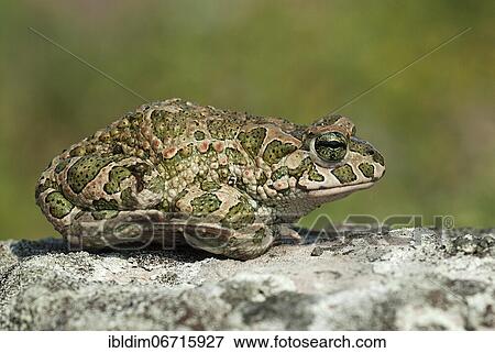 European green toad (Bufo viridis) sunning itself on a rock, near Pleven, Bulgaria, Europe View Large Photo Image Stock Photo - European green toad (Bufo viridis) sunning itself on a rock, near Pleven, Bulgaria, Europe. Fotosearch
