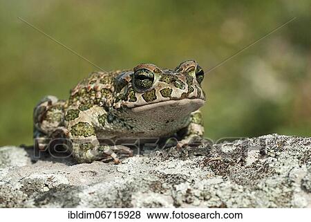 European green toad (Bufo viridis) sunning itself on a rock, near Pleven, Bulgaria, Europe View Large Photo Image Stock Photo - European green toad (Bufo viridis) sunning itself on a rock, near Pleven, Bulgaria, Europe. Fotosearch