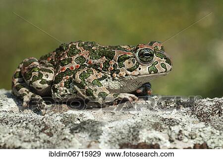 Stock Photo - European green toad (Bufo viridis) sunning itself on a rock, near Pleven, Bulgaria, Europe. Fotosearch