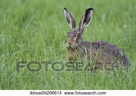 European hare (Lepus europaeus) Lower Saxony, Germany, Europe View Large Photo Image Picture - European hare (Lepus europaeus) Lower Saxony, Germany, Europe. Fotosearch