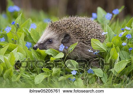Stock Image - European hedgehog (Erinaceus europaeus), Lower Saxony, Germany, Europe. Fotosearch