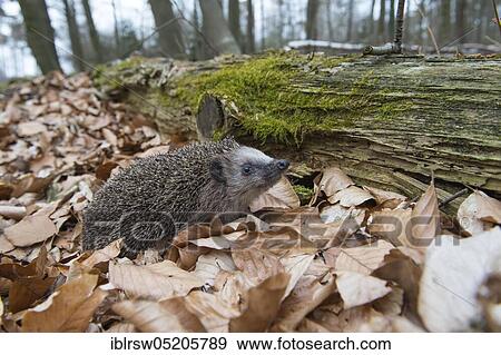 European hedgehog (Erinaceus europaeus), Lower Saxony, Germany, Europe View Large Photo Image Stock Photo - European hedgehog (Erinaceus europaeus), Lower Saxony, Germany, Europe. Fotosearch