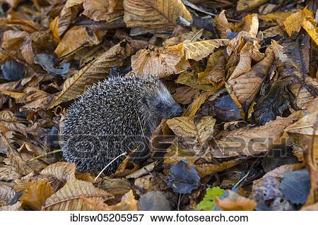 European hedgehog (Erinaceus europaeus), Lower Saxony, Germany, Europe View Large Photo Image Stock Photo - European hedgehog (Erinaceus europaeus), Lower Saxony, Germany, Europe. Fotosearch
