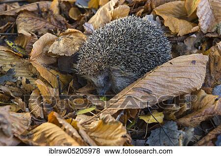 European hedgehog (Erinaceus europaeus), Lower Saxony, Germany, Europe View Large Photo Image Stock Photo - European hedgehog (Erinaceus europaeus), Lower Saxony, Germany, Europe. Fotosearch