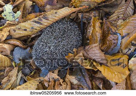 Stock Photograph - European hedgehog (Erinaceus europaeus), Lower Saxony, Germany, Europe. Fotosearch