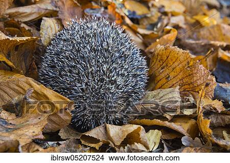Picture - European hedgehog in autumn, Lower Saxony, Germany, Europe. Fotosearch