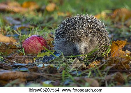 European hedgehog in autumn, Lower Saxony, Germany, Europe View Large Photo Image Picture - European hedgehog in autumn, Lower Saxony, Germany, Europe. Fotosearch