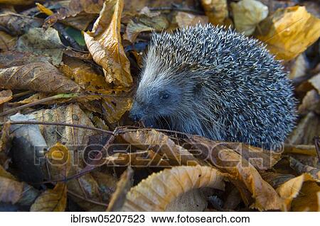 Stock Image - European hedgehog in autumn, Lower Saxony, Germany, Europe. Fotosearch