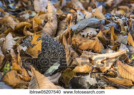 European hedgehog in autumn, Lower Saxony, Germany, Europe View Large Photo Image Stock Image - European hedgehog in autumn, Lower Saxony, Germany, Europe. Fotosearch