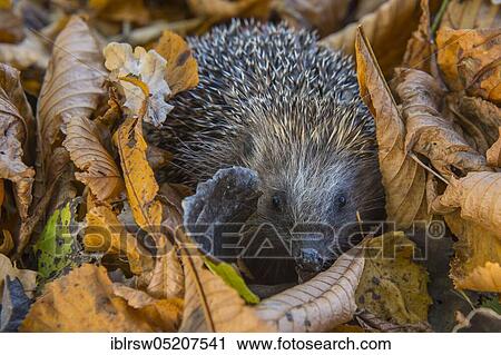 Stock Image - European hedgehog in autumn, Lower Saxony, Germany, Europe. Fotosearch
