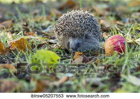 European hedgehog in autumn, Lower Saxony, Germany, Europe View Large Photo Image Stock Image - European hedgehog in autumn, Lower Saxony, Germany, Europe. Fotosearch