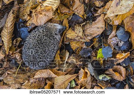 Stock Image - European hedgehog in autumn, Lower Saxony, Germany, Europe. Fotosearch