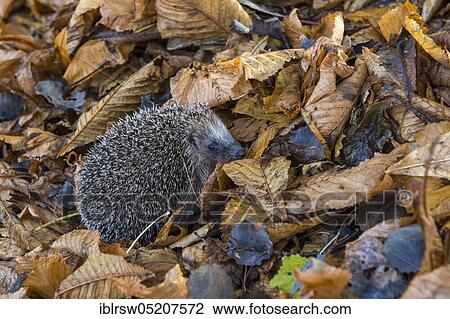 Stock Image - European hedgehog in autumn, Lower Saxony, Germany, Europe. Fotosearch