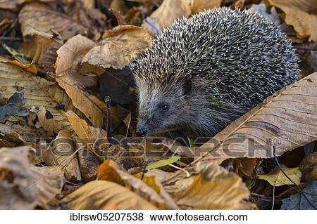 Stock Photo - European hedgehog in autumn, Lower Saxony, Germany, Europe. Fotosearch