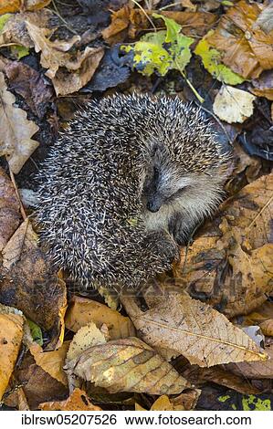Stock Photograph - European hedgehog in autumn, Lower Saxony, Germany, Europe. Fotosearch