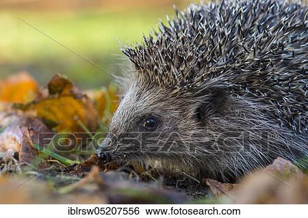 Stock Photograph - European hedgehog in autumn, Lower Saxony, Germany, Europe. Fotosearch