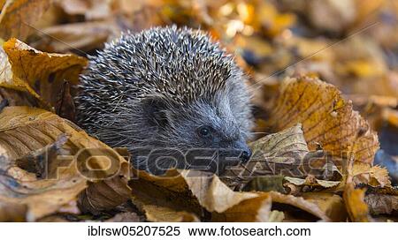 Stock Photography - European hedgehog in autumn, Lower Saxony, Germany, Europe. Fotosearch