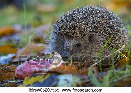 Stock Photography - European hedgehog in autumn, Lower Saxony, Germany, Europe. Fotosearch