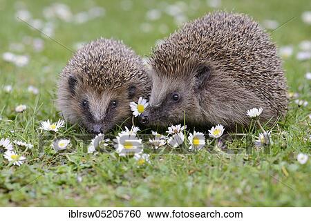 European hedgehogs (Erinaceus europaeus), Lower Saxony, Germany, Europe View Large Photo Image Stock Image - European hedgehogs (Erinaceus europaeus), Lower Saxony, Germany, Europe. Fotosearch