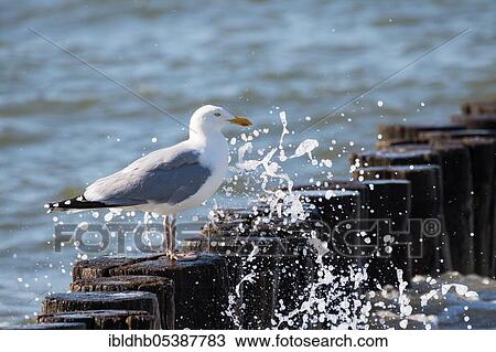 European herring gull (Larus argentatus), Zingst, Mecklenburg-Vorpommern, Germany, Europe View Large Photo Image Stock Image - European herring gull (Larus argentatus), Zingst, Mecklenburg-Vorpommern, Germany, Europe. Fotosearch