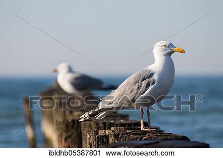 European herring gull (Larus argentatus), Zingst, Mecklenburg-Vorpommern, Germany, Europe View Large Photo Image Stock Image - European herring gull (Larus argentatus), Zingst, Mecklenburg-Vorpommern, Germany, Europe. Fotosearch