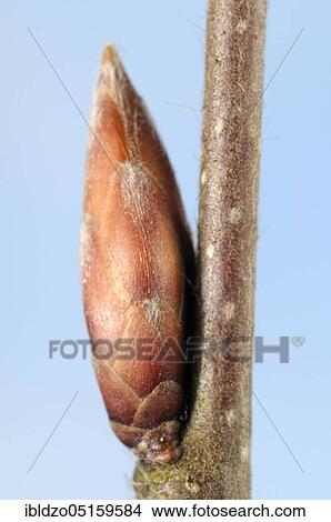 Picture - European hornbeam (Carpinus betulus), bud. Fotosearch