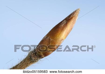 European hornbeam (Carpinus betulus), bud View Large Photo Image Stock Image - European hornbeam (Carpinus betulus), bud. Fotosearch