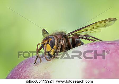 Picture - European hornet (Vespa crabro), Hanover, Lower Saxony, Germany, Europe. Fotosearch