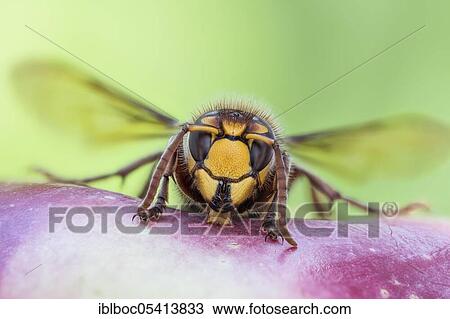 Stock Image - European hornet (Vespa crabro), Hanover, Lower Saxony, Germany, Europe. Fotosearch