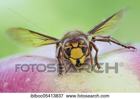 Stock Photo - European hornet (Vespa crabro), Hanover, Lower Saxony, Germany, Europe. Fotosearch