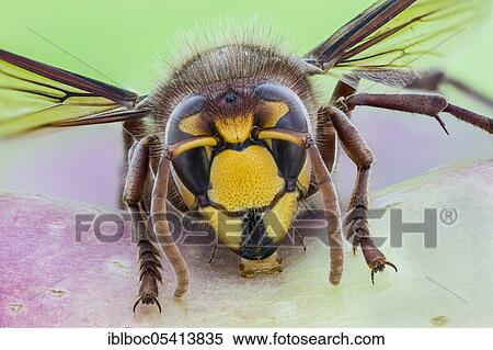 Stock Photography - European hornet (Vespa crabro), Hanover, Lower Saxony, Germany, Europe. Fotosearch