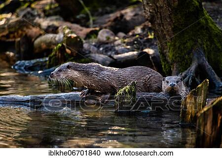 European otter (Lutra lutra), captive, Germany, Europe View Large Photo Image Stock Image - European otter (Lutra lutra), captive, Germany, Europe. Fotosearch