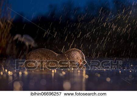 European otter (Lutra lutra) eating a fish, sleet, blue hour, Kiskunsag National Park, Hungary, Europe View Large Photo Image Stock Photo - European otter (Lutra lutra) eating a fish, sleet, blue hour, Kiskunsag National Park, Hungary, Europe. Fotosearch