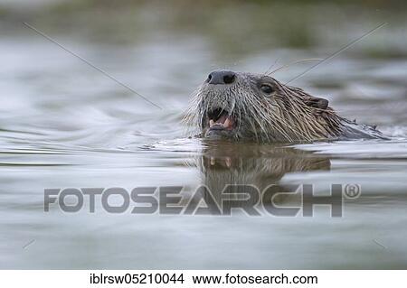 European Otter (Lutra lutra), Lower Saxony, Germany, Europe View Large Photo Image Picture - European Otter (Lutra lutra), Lower Saxony, Germany, Europe. Fotosearch