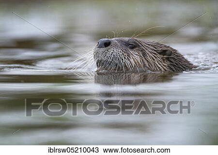 European Otter (Lutra lutra), Lower Saxony, Germany, Europe View Large Photo Image Stock Image - European Otter (Lutra lutra), Lower Saxony, Germany, Europe. Fotosearch