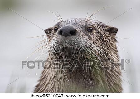 European Otter (Lutra lutra), Lower Saxony, Germany, Europe View Large Photo Image Stock Photo - European Otter (Lutra lutra), Lower Saxony, Germany, Europe. Fotosearch