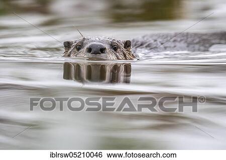 European Otter (Lutra lutra), Lower Saxony, Germany, Europe View Large Photo Image Stock Photograph - European Otter (Lutra lutra), Lower Saxony, Germany, Europe. Fotosearch