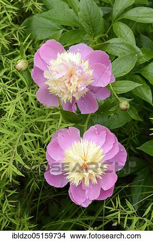 European peony (Paeonia officinalis) View Large Photo Image Picture - European peony (Paeonia officinalis). Fotosearch