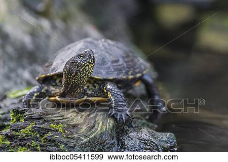 European Pond Terrapin (Emys orbicularis) View Large Photo Image Stock Photo - European Pond Terrapin (Emys orbicularis). Fotosearch