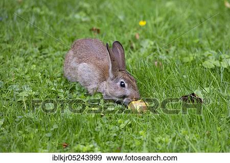 Stock Photo - European rabbit (Oryctolagus cuniculus) eats fallen fruit. Fotosearch