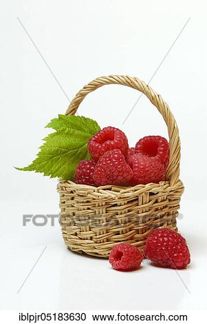 European Red Raspberries (Rubus idaeus) View Large Photo Image Stock Image - European Red Raspberries (Rubus idaeus). Fotosearch