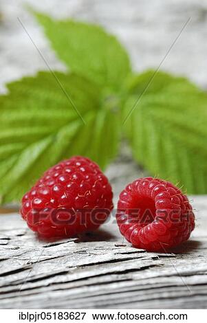 European Red Raspberries (Rubus idaeus) View Large Photo Image Stock Photo - European Red Raspberries (Rubus idaeus). Fotosearch