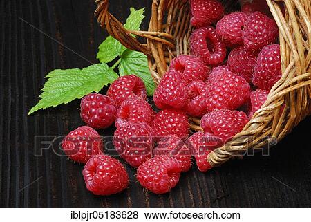 European Red Raspberries (Rubus idaeus) View Large Photo Image Stock Photo - European Red Raspberries (Rubus idaeus). Fotosearch