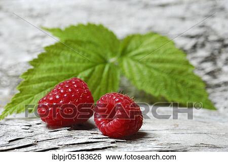 European Red Raspberries (Rubus idaeus) View Large Photo Image Stock Photograph - European Red Raspberries (Rubus idaeus). Fotosearch