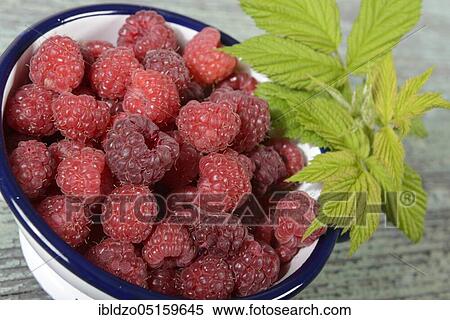 European Red Raspberries (Rubus idaeus) View Large Photo Image Stock Photography - European Red Raspberries (Rubus idaeus). Fotosearch